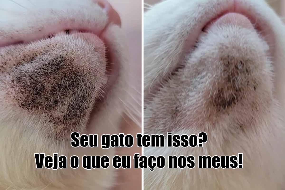 Manchas Escuras no Queixo do Seu Gato? Descubra o Que Pode Ser e Como Ajudar!